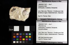 Foto (Objket + Etiketten) von Pithonoton sp. 